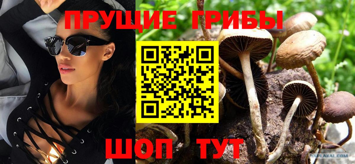 Псилоцибиновые грибы мицелий Нижний Новгород